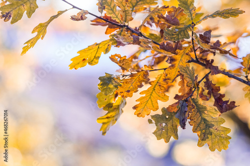Autumn colored oak leaves on a branch with copy space