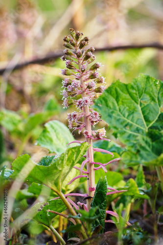 Petasites hybridus - flower herb nine medical.