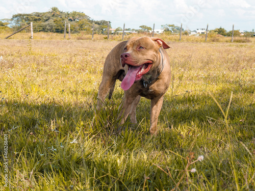 child running with dog