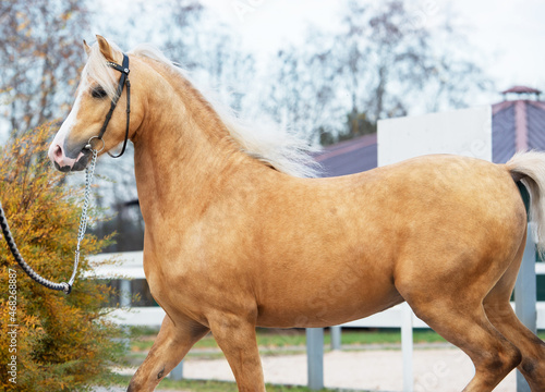 Quadro su tela beautiful  palomino sportive welsh pony posing near open manege