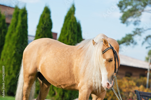  portrait of beautiful palomino sportive welsh pony posing near stable. autumn season