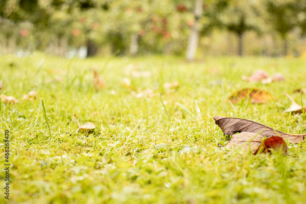 autumn background for product placement. green grass with fallen leaves and a apple garden in blur autumn background for product placement. green grass with fallen leaves and a apple garden in blur