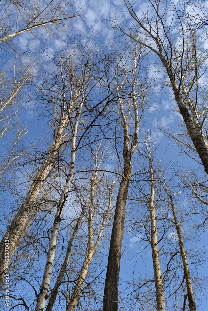 Tall bare trees in early spring. Poplars and birches on the background of blue sky with light clouds Tall bare trees in early spring. Poplars and birches on the background of blue sky with light clouds