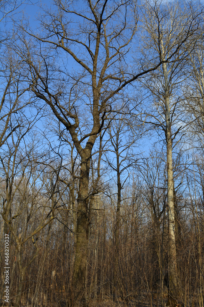 Forest with bare trees on the background of blue sky in early spring Forest with bare trees on the background of blue sky in early spring