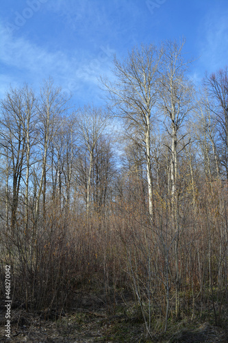 Forest landscape in early spring. Bare trees and bushes.