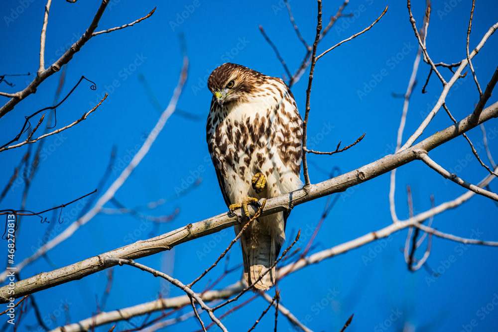red tailed hawk spotting prey red tailed hawk spotting prey