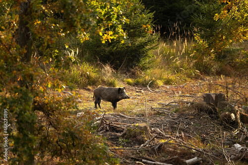 Leinwand Poster Wild boar in the forest