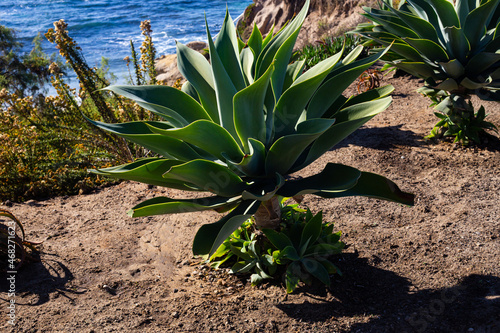 green plant near the pacific ocean