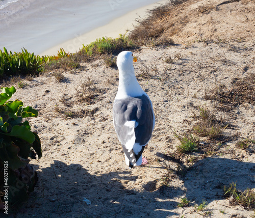 seagull near the pacific ocean