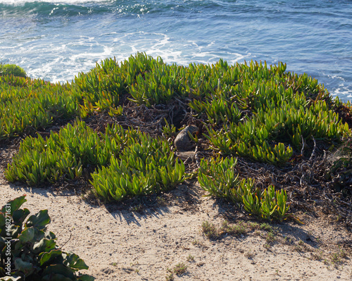 squirrel near the ocean