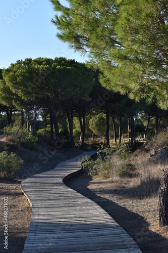 
A wooden walkway, some trees in the Doñana National Park in Huelva
