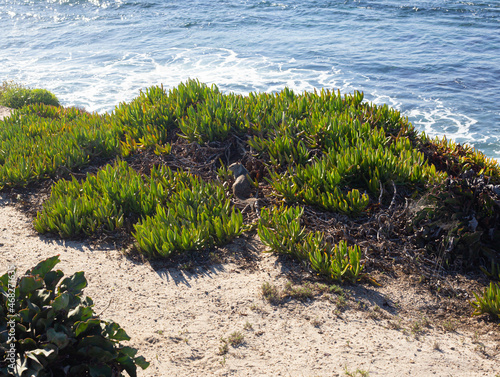 squirrel near the ocean