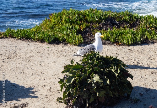 seagull near the pacific ocean