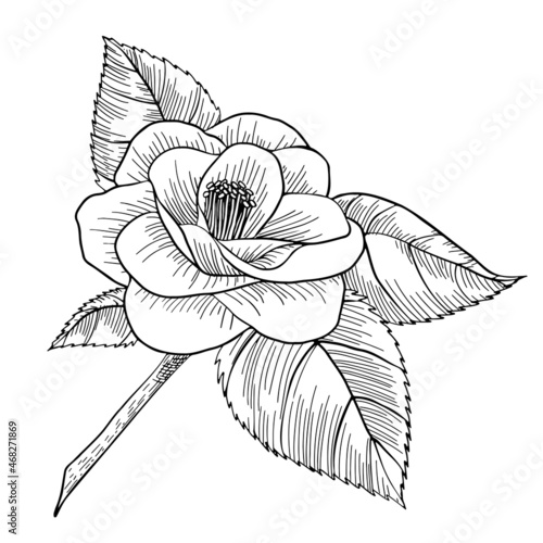 Camellia flower hand-drawn ink vector