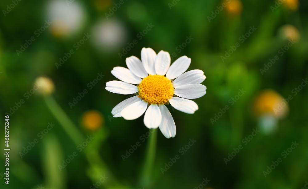 Beautiful chamomile flower on green field, closeup Beautiful chamomile flower on green field, closeup