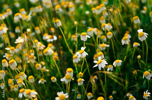 Beautiful chamomile flowers on green field, closeup