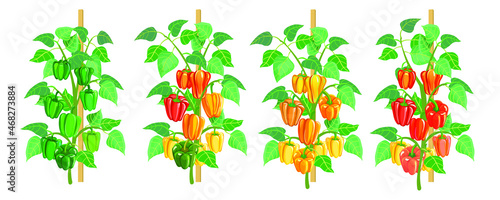 Sweet peppers, green, yellow and red, grow in the garden bed. Vegetables in the garden. Growing sweet pepper bushes. Vector illustration isolated on white background.