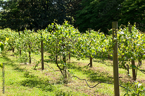 Grape Vines in Vineyard