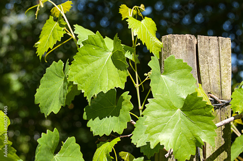 Grape Vines Growing on Wire and Post