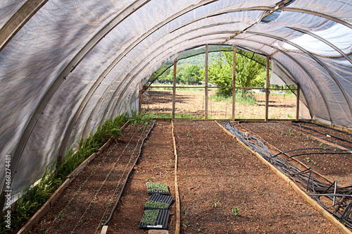 Seedlings in Cold Frame