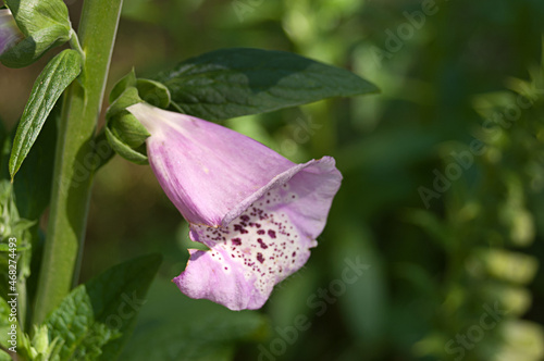 Single Foxglove Bloom