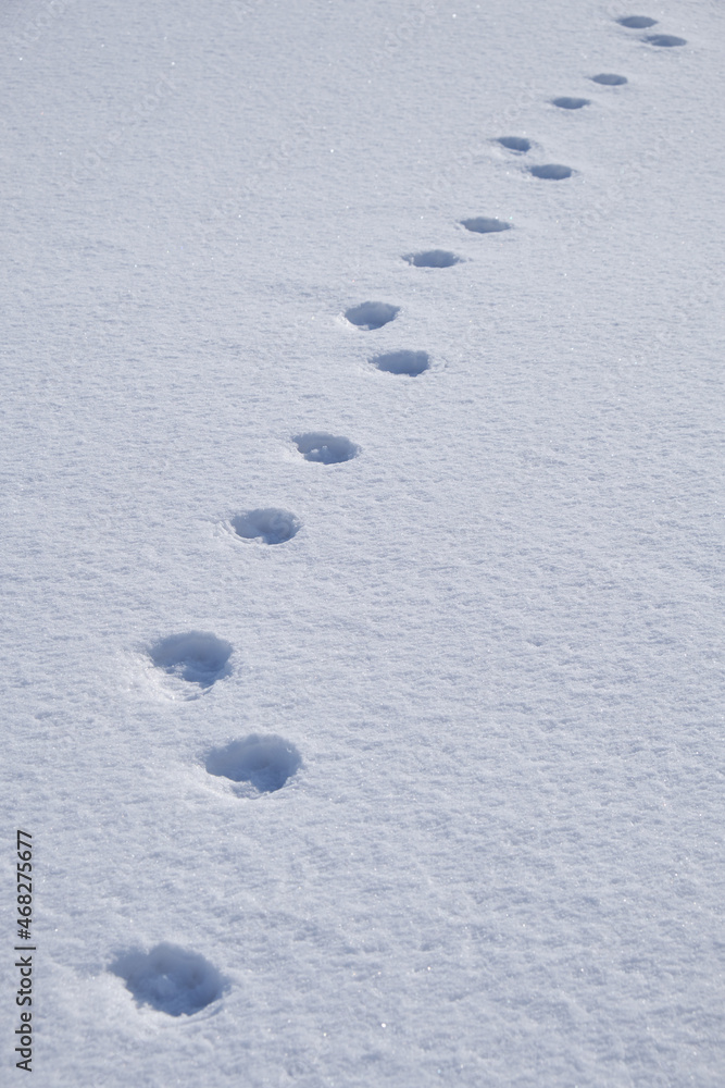 Dog footprints in the snow. Winter snow texture natural background Dog footprints in the snow. Winter snow texture natural background