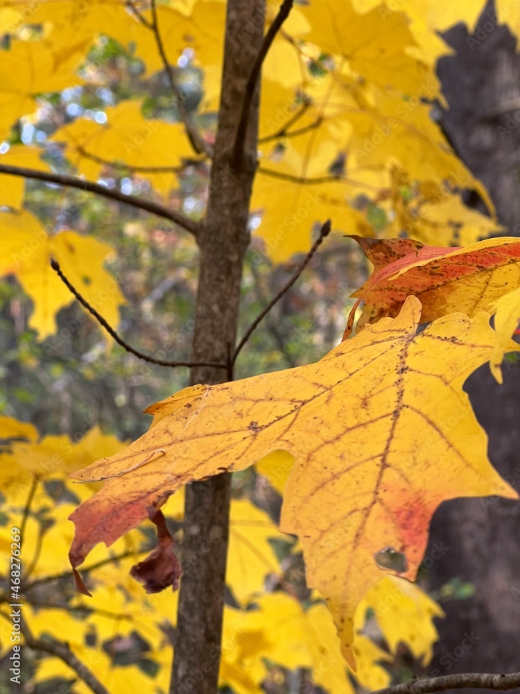 Obraz premium autumn maple leaves