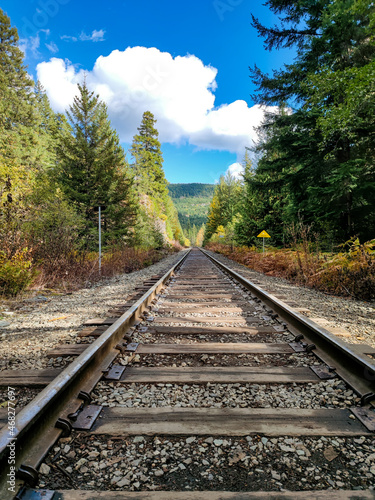 Train Tracks through Pine Forest   Railway view © Rafael
