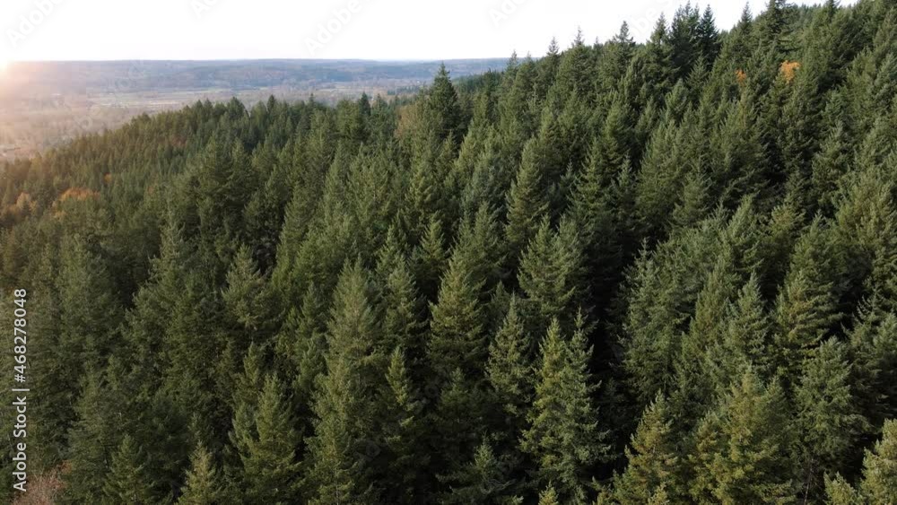 Texture Detail of Evergreen Tree Canopy with Drone Flying Slow Over Forest Texture Detail of Evergreen Tree Canopy with Drone Flying Slow Over Forest