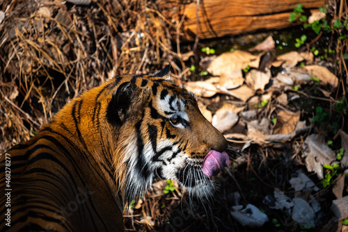 tiger showing living in ope...