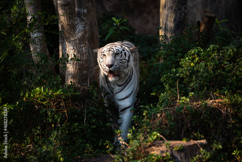 tiger showing living in ope...