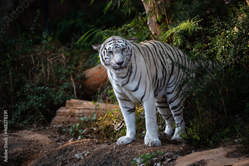 tiger showing living in ope...