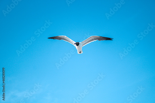 seagull in flight