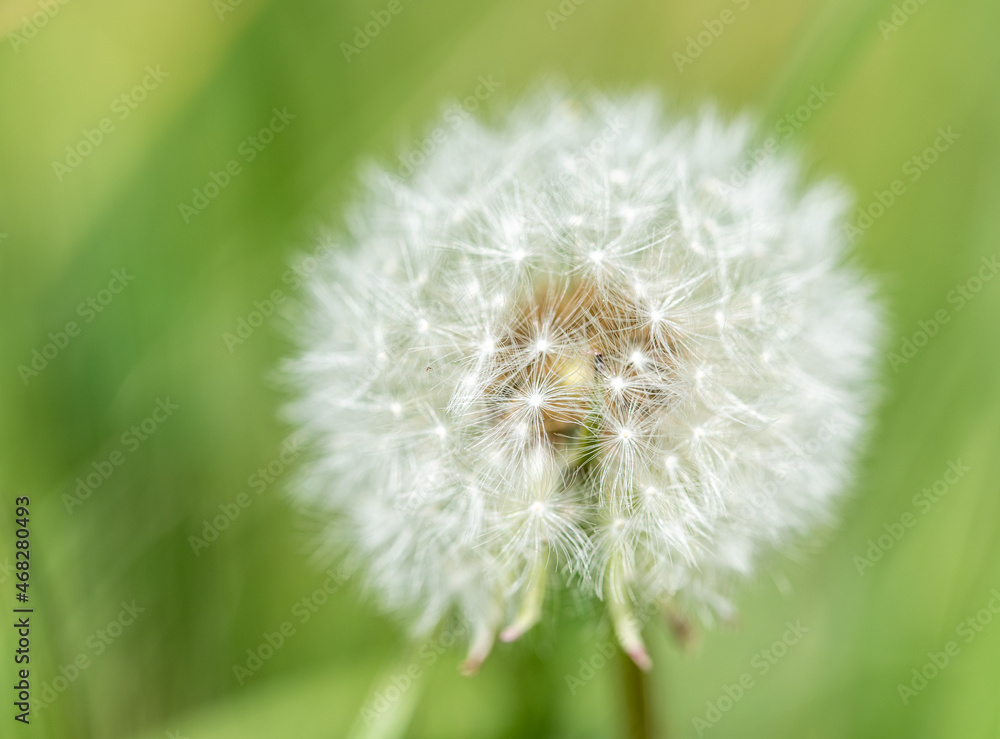Fototapeta premium durchscheinende Pusteblume noch ganz - Früchte eines Löwenzahns