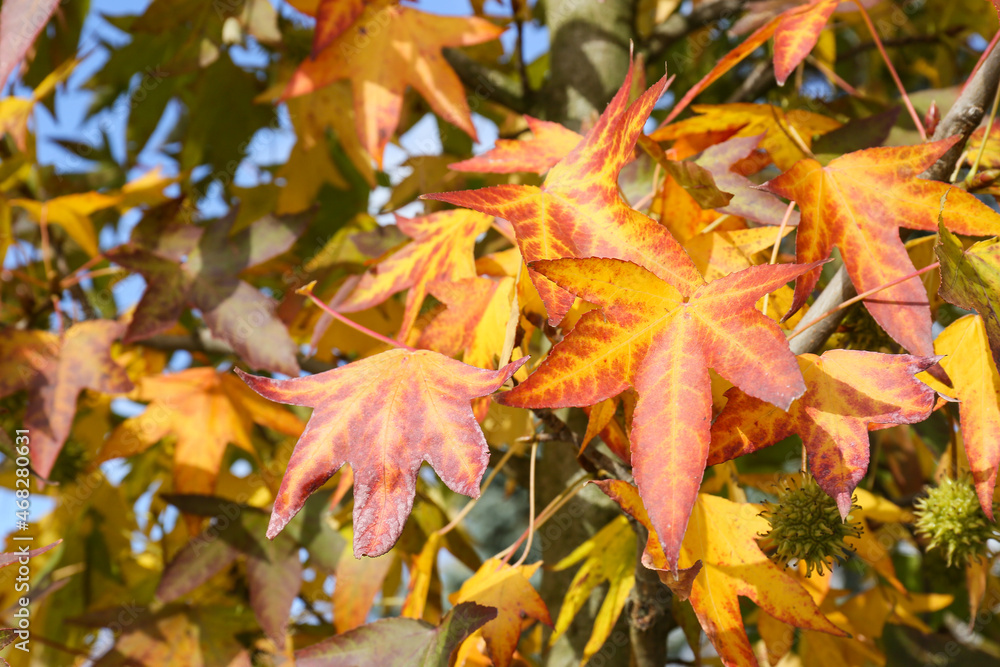 Tree with autumn leaves in park, closeup Tree with autumn leaves in park, closeup