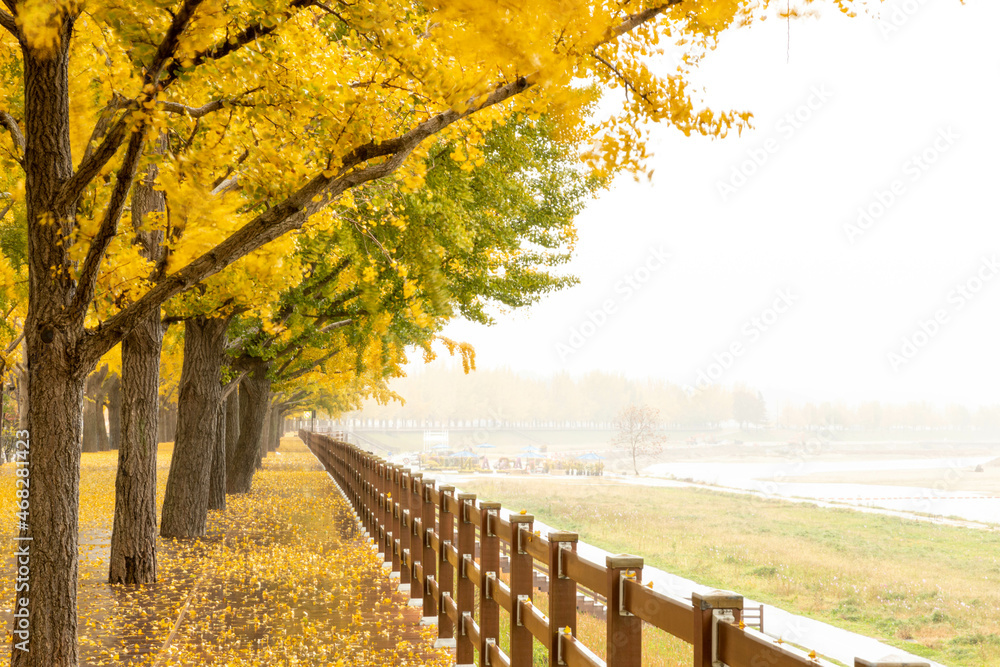 Naklejka premium 은행나무길