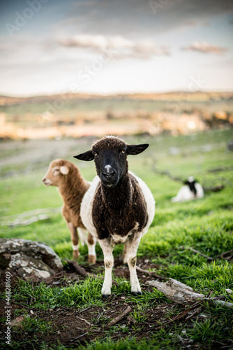 Three curious Dorper sheep on grassy hill