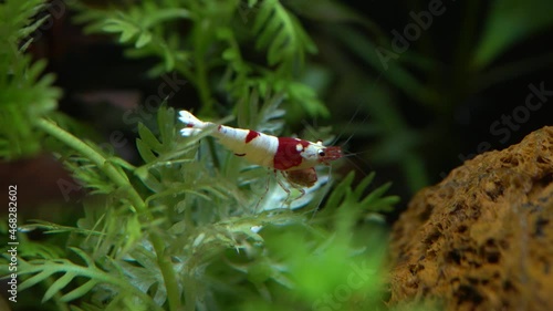 Red Crystal Shrimp or Bee Shrimp in the fish tank. Caridina cantonensis in the home hobby aquarium. Red and white striped Dwarf shrimp 4k macro close up. Algae-eating and cleaners. photo