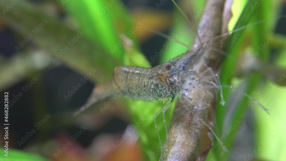Freshwater Amino shrimp eating Algae macro shot. Algae-eating or cleaning shrimp, Palaemonetes paludosus feeders. Close up with very shallow depth of field. Freshwater Amino shrimp eating Algae macro shot. Algae-eating or cleaning shrimp, Palaemonetes paludosus feeders. Close up with very shallow depth of field.