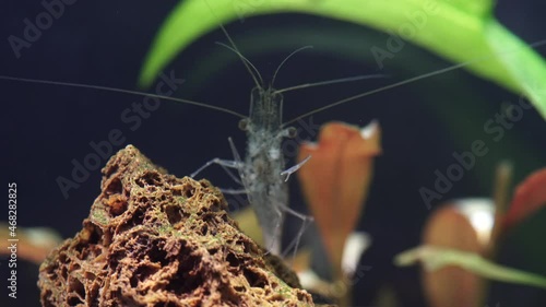 Transparent glass ghost shrimp in the hobby fish tank. Cleaner shrimp in macro close up photography with very shallow depth of field. Algae-eating Palaemonetes paludosus shrimp. photo