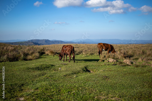 Fototapeta Naklejka Na Ścianę i Meble -  A brown ox in front of a farm field. Stay out of the crowd concept, space for text