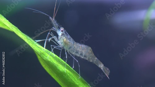Freshwater ghost shrimp macro shot, or opaque glass shrimp with crooked back tail. Algae-eating Pinocchio shrimp, Palaemonetes paludosus feeders. Close up with very shallow depth of field. photo