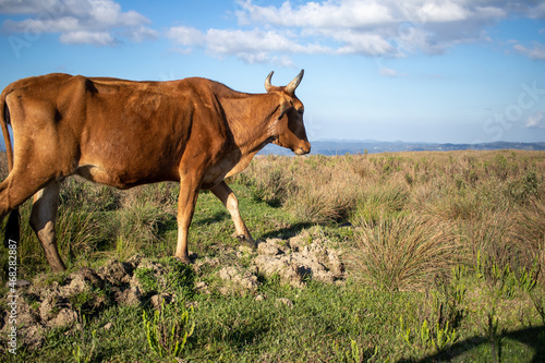 A brown ox in front of a farm field. Stay out of the crowd concept, space for text