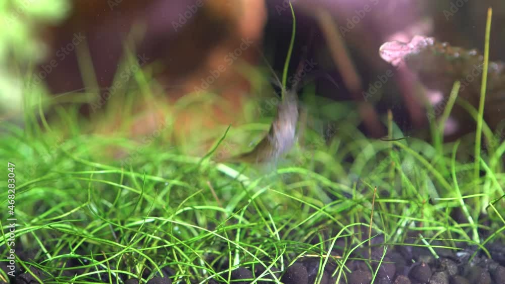 Freshwater Amino shrimp eating Algae macro shot. Algae-eating or cleaning shrimp, Palaemonetes paludosus feeders. Close up with very shallow depth of field. Freshwater Amino shrimp eating Algae macro shot. Algae-eating or cleaning shrimp, Palaemonetes paludosus feeders. Close up with very shallow depth of field.