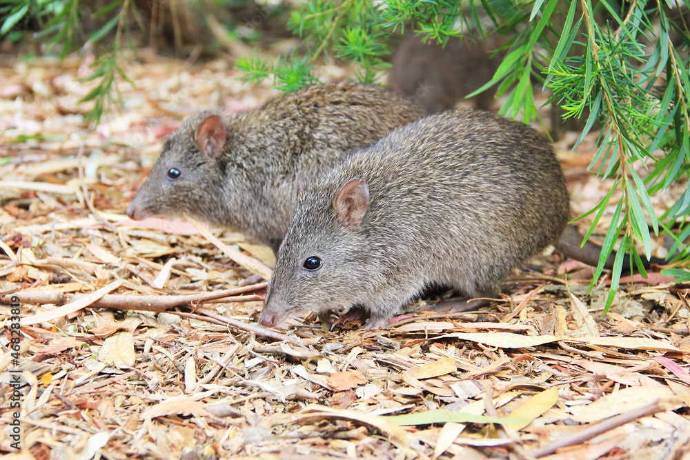 View of Long-nosed Potoroo (Potorous tridactylus) in their natural habitat in Adelaide, Australia View of Long-nosed Potoroo (Potorous tridactylus) in their natural habitat in Adelaide, Australia