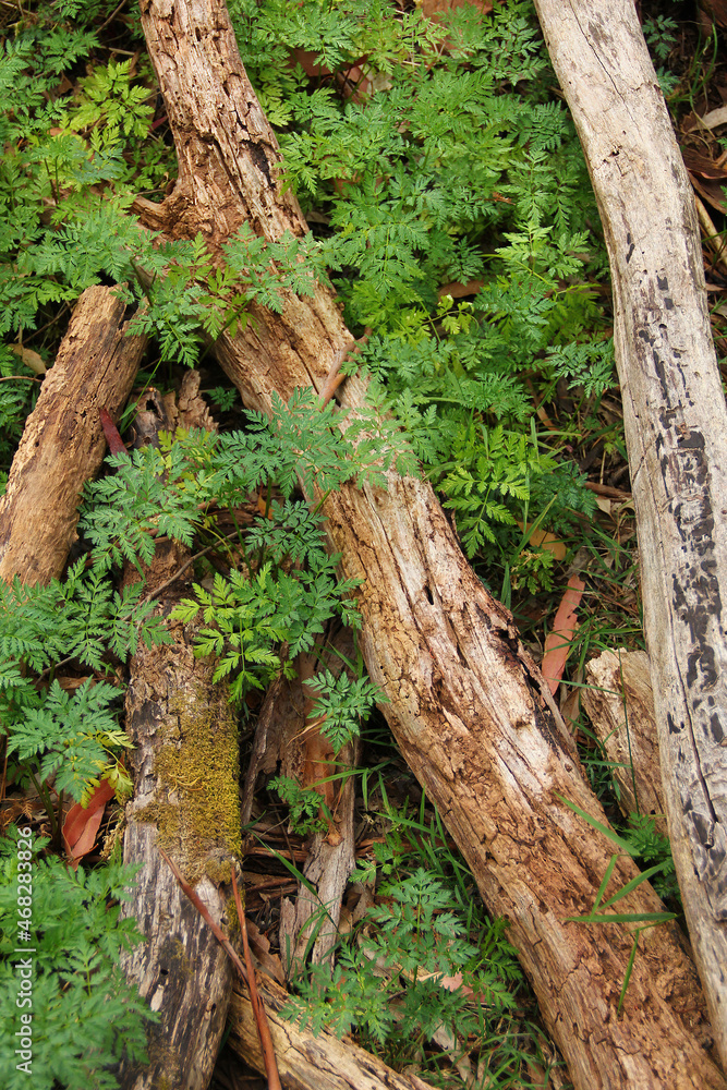 Deforestation concept of logs of felled trees in a forest.