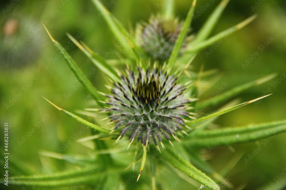 View of Thistle flowers in a garden