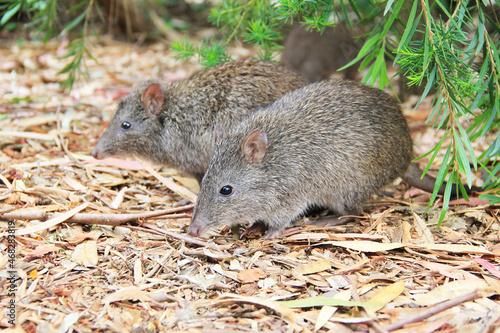 View of Long-nosed Potoroo (Potorous tridactylus) in their natural habitat in Adelaide, Australia