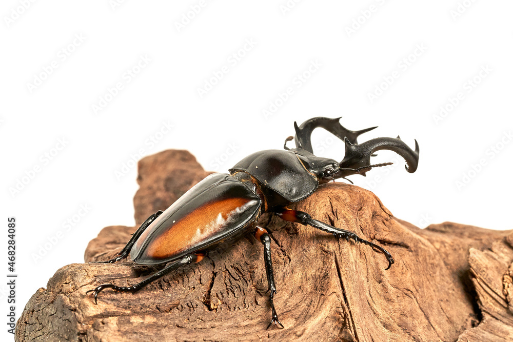 Rhaetulus crenatus kawanoi Rhaetulus crenatus kawanoi