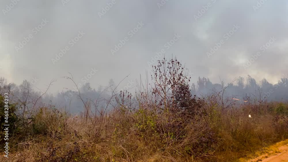 Slow pan dirt road field and forest fire smoke controlled burn Slow pan dirt road field and forest fire smoke controlled burn